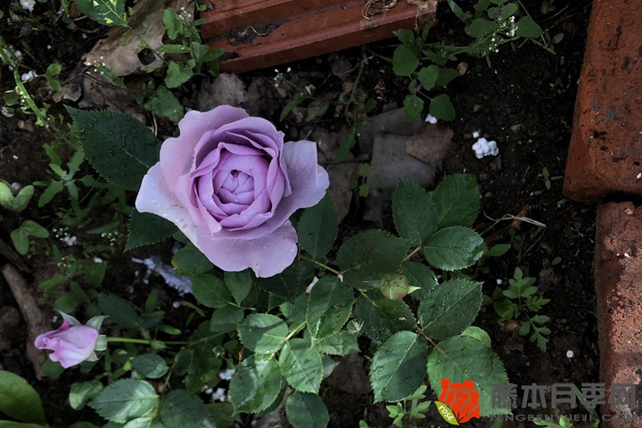 1706165796806485.jpg 月季花香的香水有哪些
