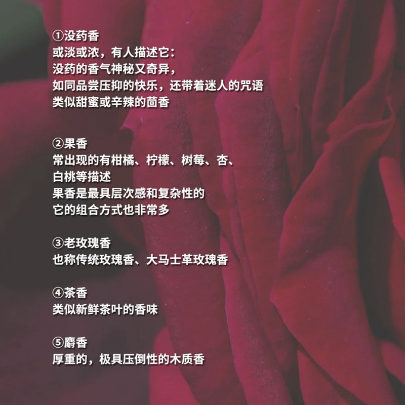 1706165905219997.jpg 月季花香的香水有哪些