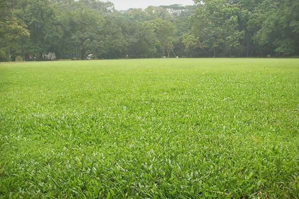 碱茅草种子 碱茅草种子