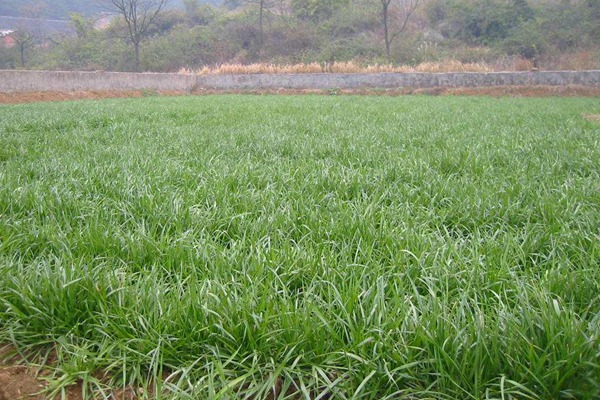 黑麦草 黑麦草