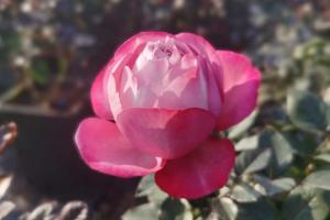 阳台可以种月季花吗