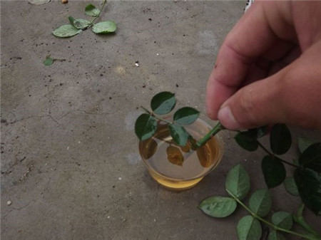 生根粉 生根粉