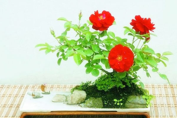 月季花盆景制作方法 月季花盆景制作方法