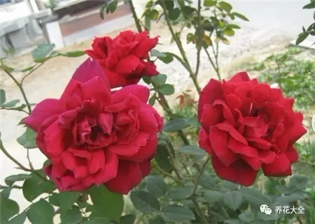 紫香绒 紫香绒