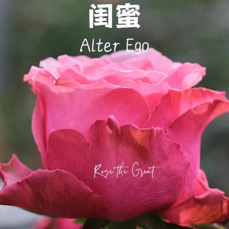 1708821750325939.jpg 闺蜜Alter ego