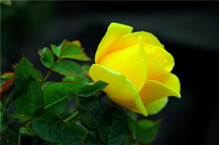 月季花冬季入室养护 月季花冬季入室养护