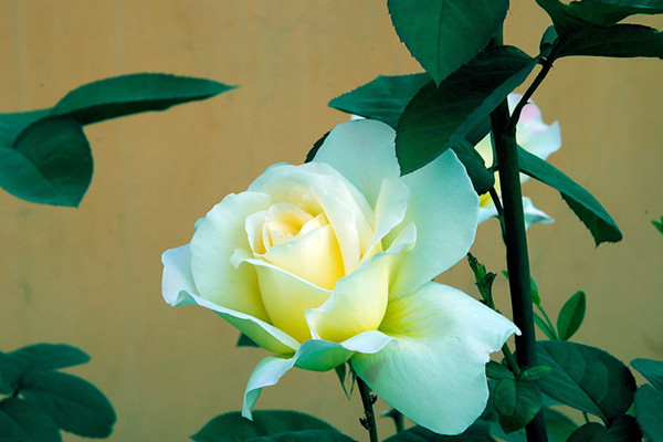 月季花盲枝是怎么回事 月季花盲枝原因有哪些,该如何处理