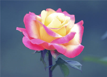 月季花冬季修剪 月季花冬季修剪