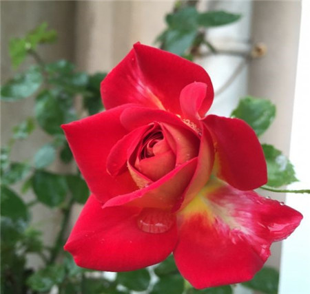 月季花的修剪注意事项 月季花的修剪注意事项