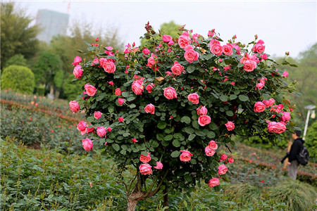 月季花修剪 月季花修剪