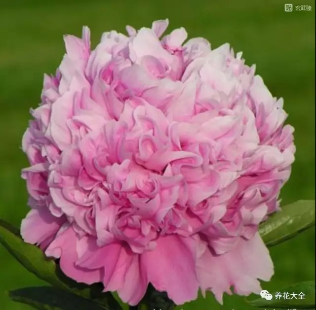 艾里先生 艾里先生