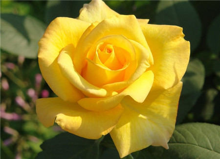 月季花需要摘蕾吗 月季花需要摘蕾吗