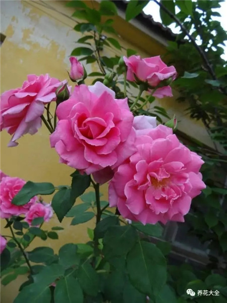思春 思春