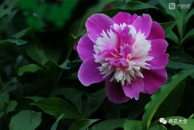 奇花 奇花