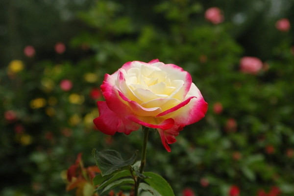 月季花春季修剪 月季花春季修剪