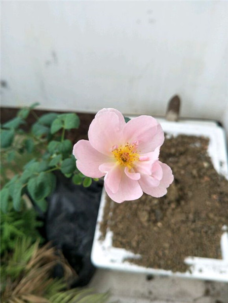 瑞典 瑞典