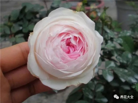 粉妆楼 粉妆楼