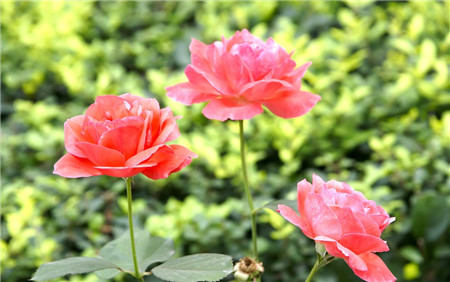 月季花嫁接的其他因素 月季花嫁接的其他因素