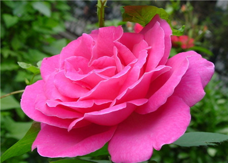 月季花盲枝要怎么办 月季花盲枝原因有哪些,该如何处理