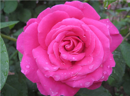 月季花春季修剪的方法 月季花春季修剪的方法