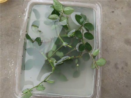 多菌灵消毒 多菌灵消毒