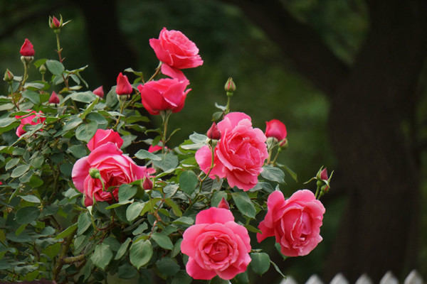 月季花怎么度夏 月季花怎么度夏