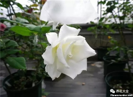 春水绿波 春水绿波