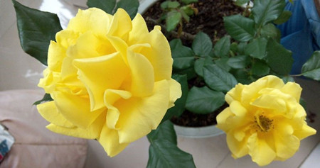 月季花修剪的时间 月季花修剪的时间