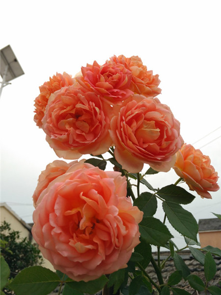 夏夫人 夏夫人