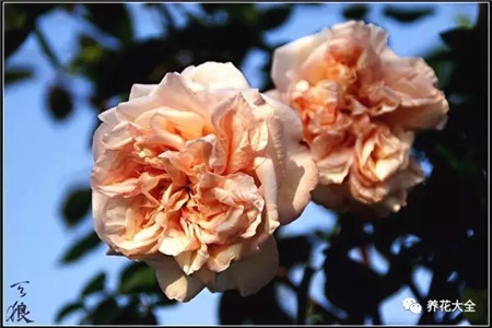 香粉莲 香粉莲
