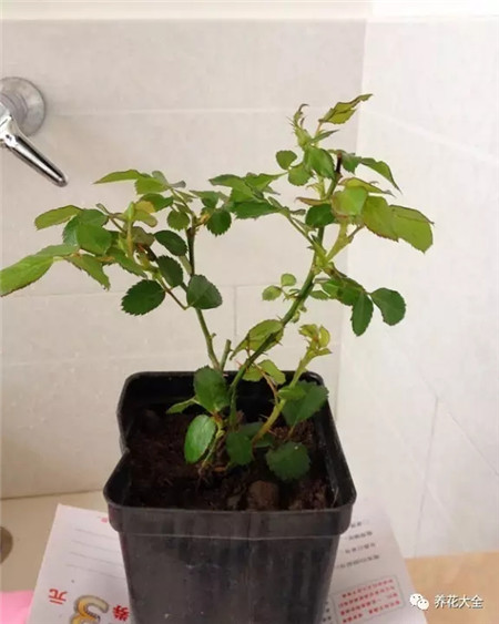 苗期养护 苗期养护