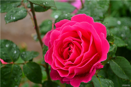 月季花出现盲枝 月季花盲枝原因有哪些,该如何处理