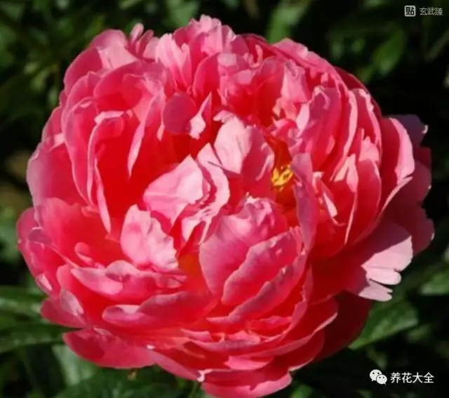 夏威夷珊瑚粉 夏威夷珊瑚粉