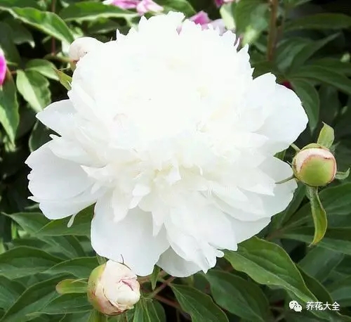 仙鹤白 仙鹤白