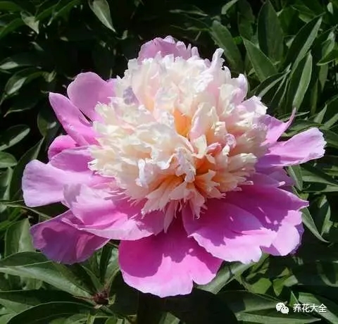 春晓 春晓