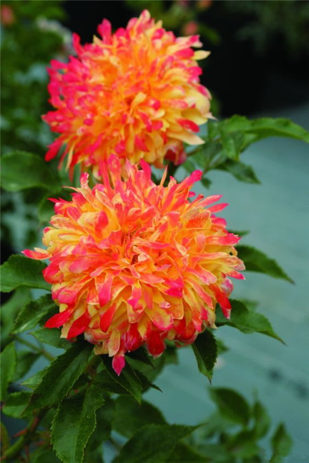 黄色的烟花波浪 黄色的烟花波浪