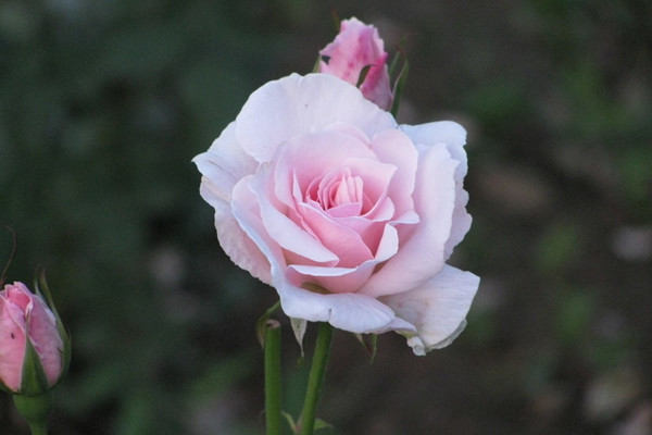 月季花需不需要摘蕾 月季花需不需要摘蕾