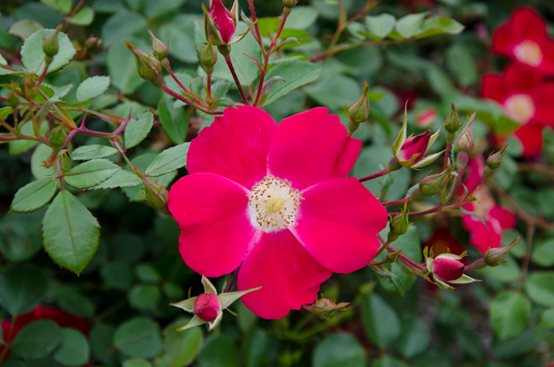 image 月季花型分类图(玫瑰)标准绽放形式图解