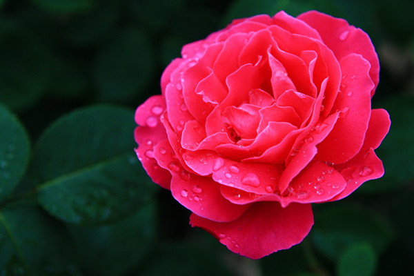月季花可不可以淋雨 月季花可不可以淋雨