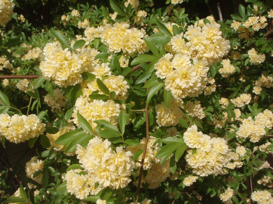 重瓣黄木香花 藤蔓玫瑰到攀爬玫瑰的过程
