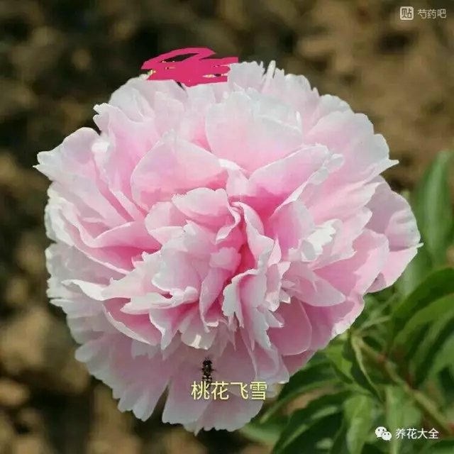 迟粉 迟粉