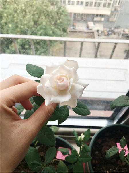 美咲的 美咲的