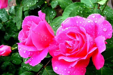 月季花浇水的图 月季花浇水的图