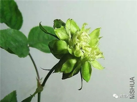 绿萼 绿萼