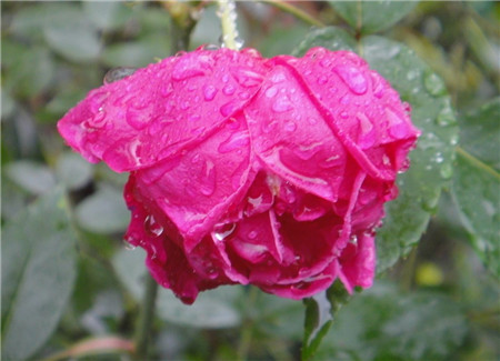 月季花淋雨的好处 月季花淋雨的好处