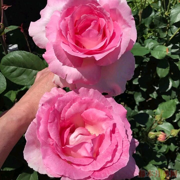 1709946433317107.jpg 世界排名第一月季花(多角度排名)