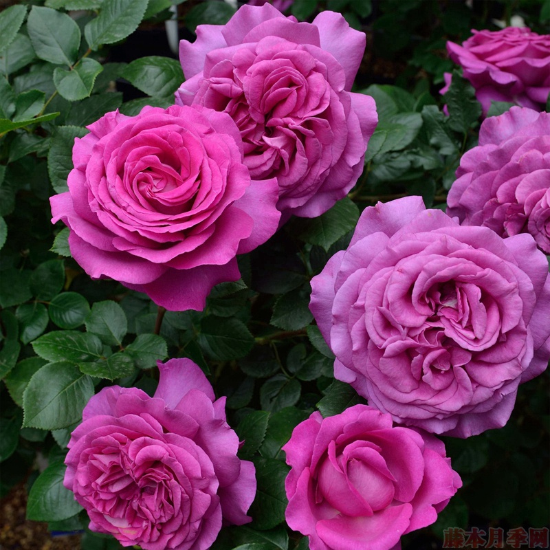 1709946596480207.jpg 世界排名第一月季花(多角度排名)