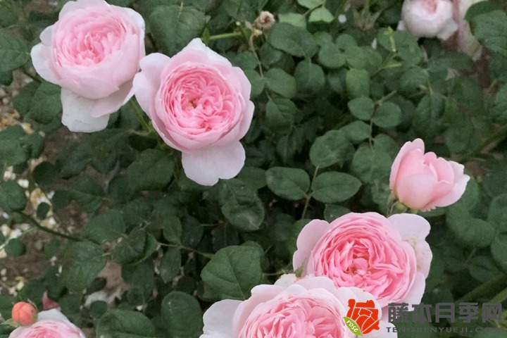 1709946850263118.jpg 世界排名第一月季花(多角度排名)