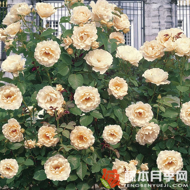 1709952283366492.jpg 可可洛可可月季优缺点分析