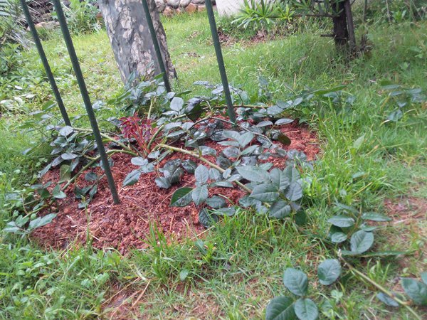 1710117341535202.jpg 瑞典女王月季的详细种植方法